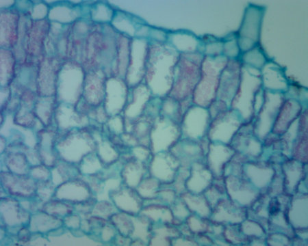 Key Microscopic Features of the Geranium Leaf Cross-Section