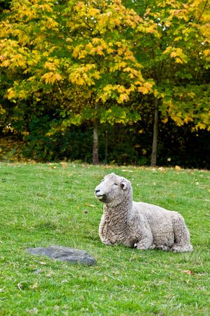  Romney Sheep sitting in fieldの写真素材