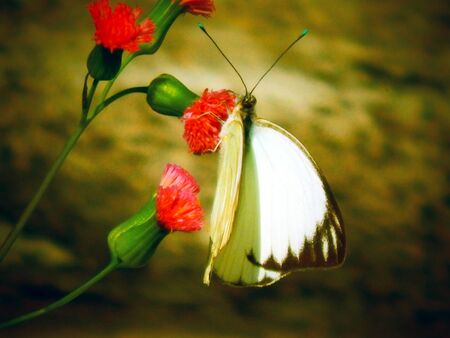 White butterfly with strokes in black on a red flower IIの写真素材