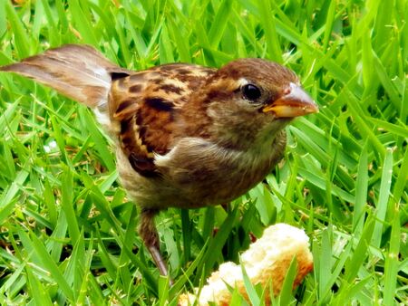 Little bird eating bread in the gardenの写真素材