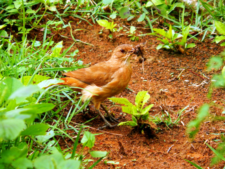 Bird picking up material to build it's houseの写真素材