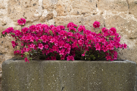 lovely pink flowersの写真素材