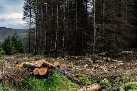 Is deforestation. Carvel pines lie on the plot.