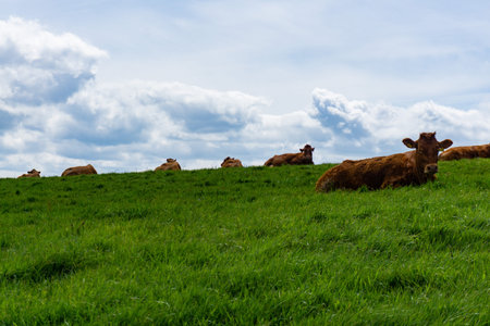 Irish cattle grazing near the famous Cliffs of Moher, Irelandの写真素材