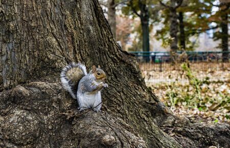 Feeding Squirrels at Central Park.の写真素材