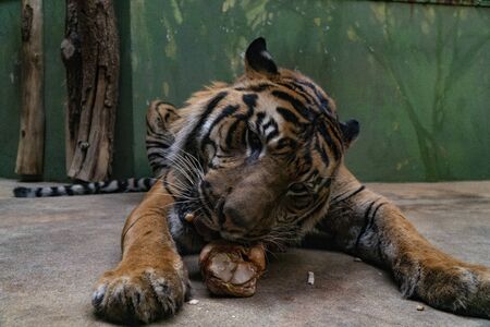 Tiger eat fresh red meatの写真素材