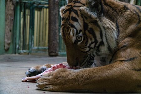 Tiger eat fresh red meatの写真素材