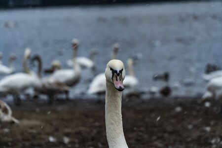 Swans on the banks of the Moldava river in Pragueの写真素材