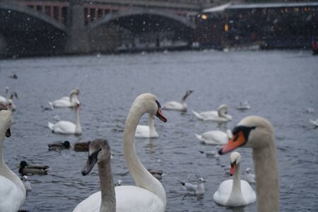 Swans on the banks of the Moldava river in Pragueの写真素材