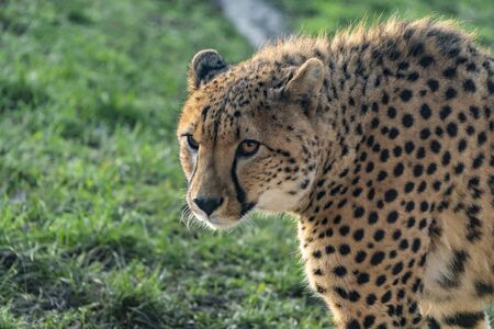 Cheetah in the zoo parkの写真素材