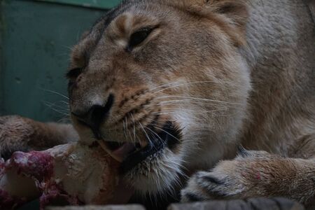 lioness in zoo eatingの写真素材