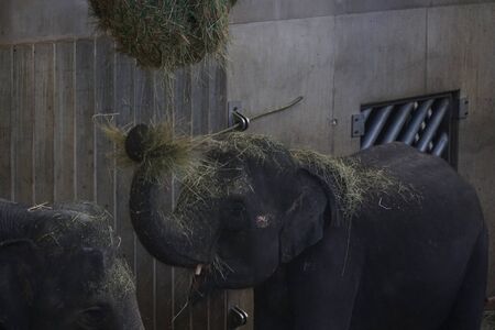 Elephant eating at zooの写真素材