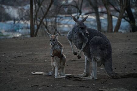 mother and baby kangarooの写真素材