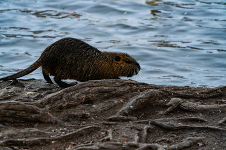 River rat on the bank of Vltava river. Prague, Czech Republic