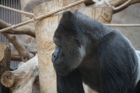 Western lowland gorilla in Zooの写真素材