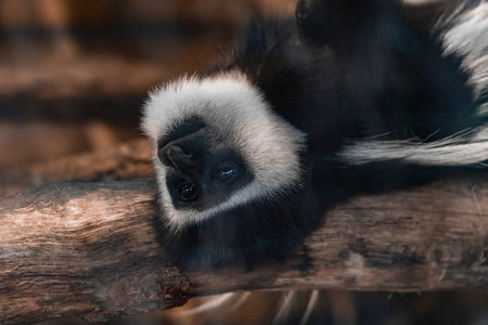 closeup portrait of a mantled guereza, tropical monkey from Africa