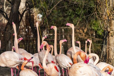 A flock of pink flamingosの写真素材