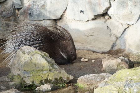 Porcupine eating vegetable.の写真素材