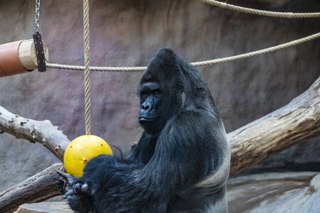 Western lowland gorilla in Zooの写真素材