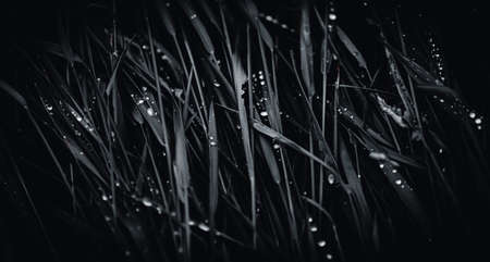 Raindrops on cerealの写真素材