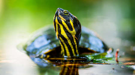 Turtle is in the water and posing to cameraの写真素材