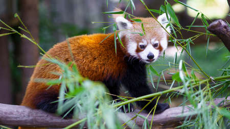 Red Panda in a zoo on the treeの写真素材