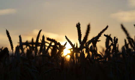 Cereal in Sunset, in the countrysideの写真素材