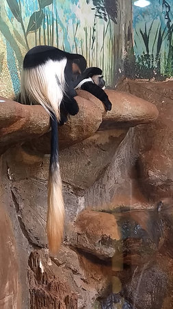 Black and white Colobus monkey sitting on the rock in zoo