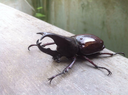 rhino beetle