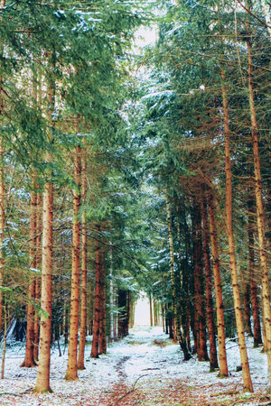 Fir forest in winter time