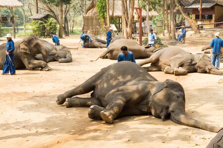 The elephant sleep show, one activity that people like to show Thailand Elephant Conservation Center, Lampang-Jane 25  2016.のeditorial素材