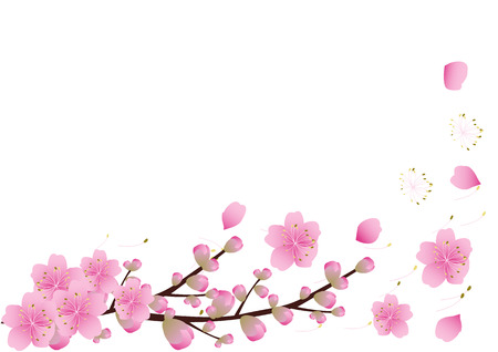 Sakura flowers background . cherry blossom isolated white backgroundのイラスト素材