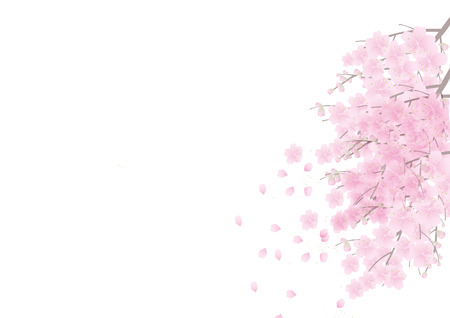 Sakura flowers background . cherry blossom isolated white backgroundのイラスト素材