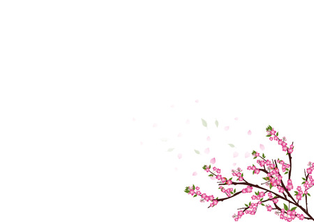 sakura  flowers  blossom on white with copy space , sakura frame flowers corner border , isolated on white backgroundのイラスト素材