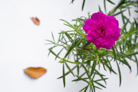 Pink Flower beautiful blooming flower light pink  on white background, blurry flower , soft selective focusの写真素材