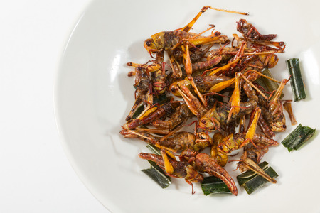 Fried insects.  Protein rich food の写真素材