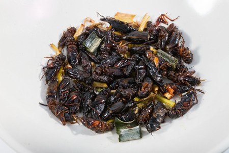 Fried insects.  Protein rich food の写真素材