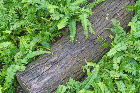 Forest Ferns and Fallen Logの写真素材