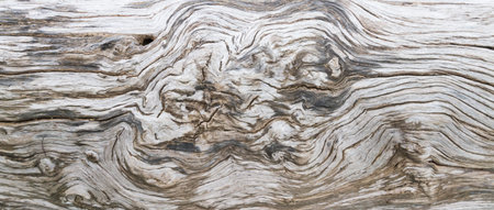 Old Wood Tree Texture Background Pattern