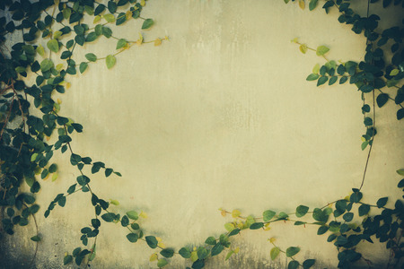 green leaf plant over grunge wall background- vintage effect style pictureの写真素材
