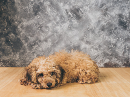 Small  poodle puppy on  grunge background.の写真素材