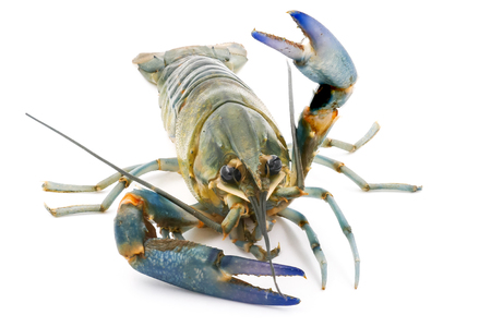 Crayfish or Freshwater lobster on a white background.の写真素材