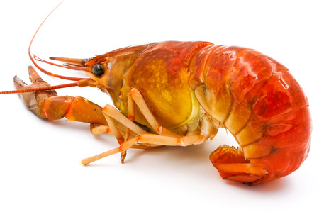 Boiled Crayfish or Freshwater lobster on a white background.の写真素材