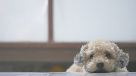 Cute toy poodle dog lying on floor at home.の写真素材