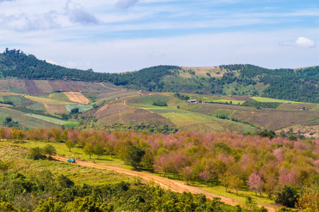 Cherry blossoms are blooming on the mountain in Phu Lom Lo, Phitsanulok Province, Thailand.の写真素材
