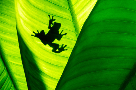 Frog shadow on natural green leaf background, tropical foliage texture.の写真素材