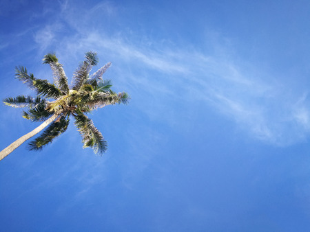 Summer nature scene, Tropical plants, Coconut palm trees on blue sky background.の写真素材