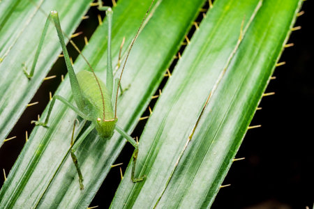 Close up of Grasshopper on green leaves.
