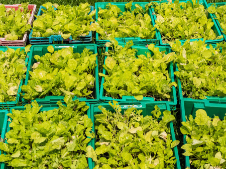 Young plants in nursery plastic basketの写真素材