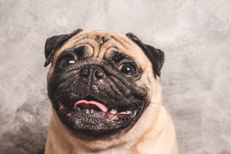 Close up face of cute pug dogの写真素材